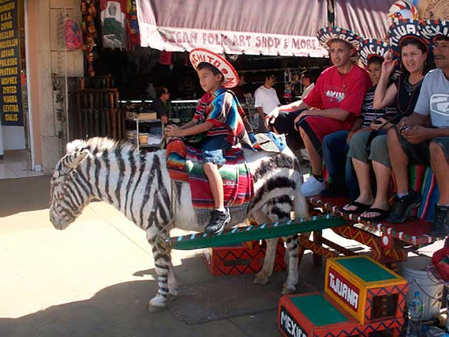 avenida-revolucion-burro-cebra-tijuana