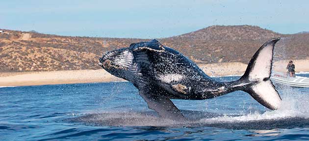 avistamiento-ballenas-cabos