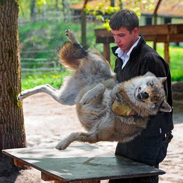 perros-cara-culpable